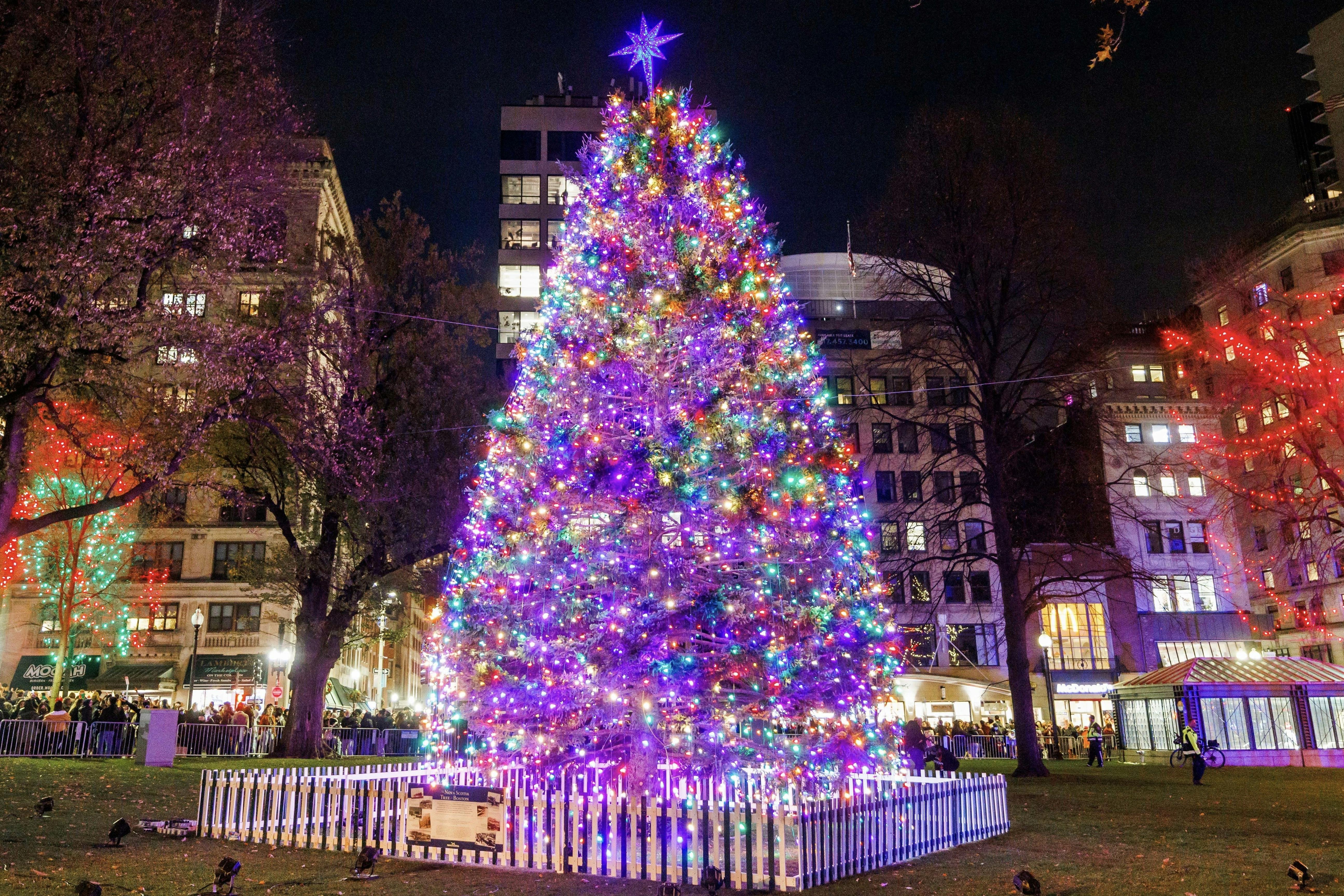 L Arche Cape Breton tree lights up Boston Common Thursday evening