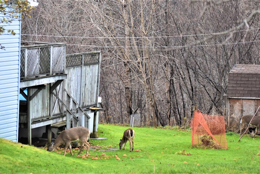 Three deer graze in the side yard of Kevin Boates’s Hillcrest Street home in Truro on a recent November morning.