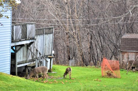Nova Scotia's Hubtown to proceed with controlled deer hunt amid growing frustration over population