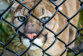 Grumpy, a three-year-old female cougar that arrived at Two Rivers Wildlife Park in Huntington this week alongside a male, peers through the fence of her enclosure. JESSICA SMITH/CAPE BRETON POST