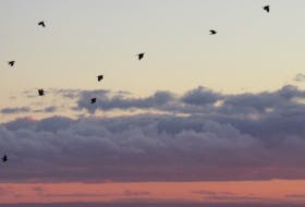 Crows take flight at sunset near Stratford, P.E.I., towards Victoria Park. Photo contributed by Marian Baker.