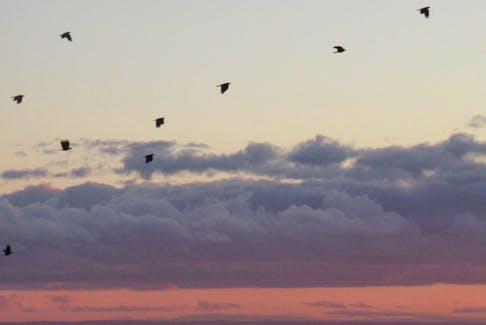 Crows take flight at sunset near Stratford, P.E.I., towards Victoria Park. Photo contributed by Marian Baker.