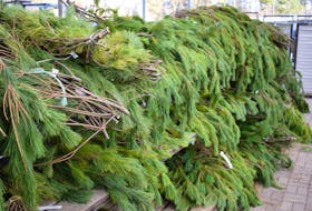 Pine boughs can be used for plenty of seasonal decorations this time of the year.