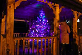 The tree is sheltered within a gazebo built for The Lotus Centre two years ago with a donation from Shoppers Drug Mart.