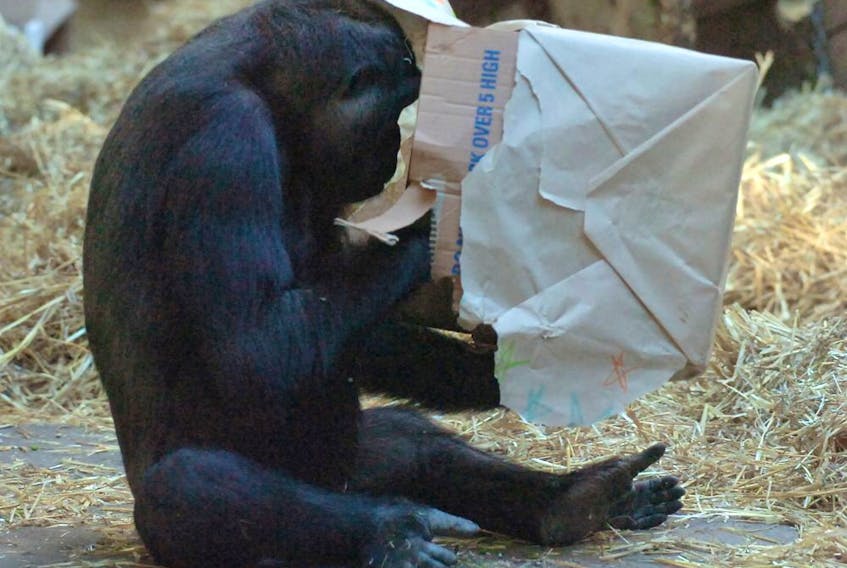 Dossi the gorilla, shown  here in a 2010 file photo when she was 8 years old, is expecting her first baby sometime in the spring. Zoo officials are helping prepare her for her new arrival, but will try to allow for a natural and unaided birth process.