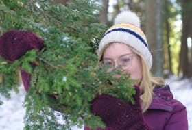 Christianne Hagerman inspects a branch of a hemlock tree for hemlock woolly adelgid Dec. 1 at the Kentville Ravine Trail.