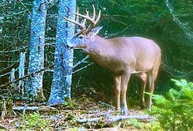One of the bucks that made multiple appearances on my father's trail camera during the 2021 deer hunting season. Of course, he only showed up when no one was around. Contributed