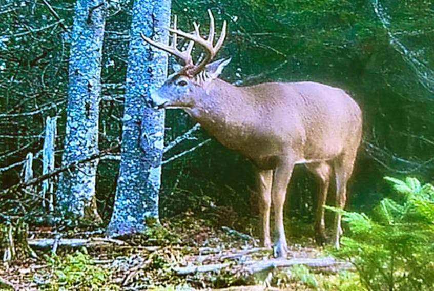 One of the bucks that made multiple appearances on my father's trail camera during the 2021 deer hunting season. Of course, he only showed up when no one was around. Contributed