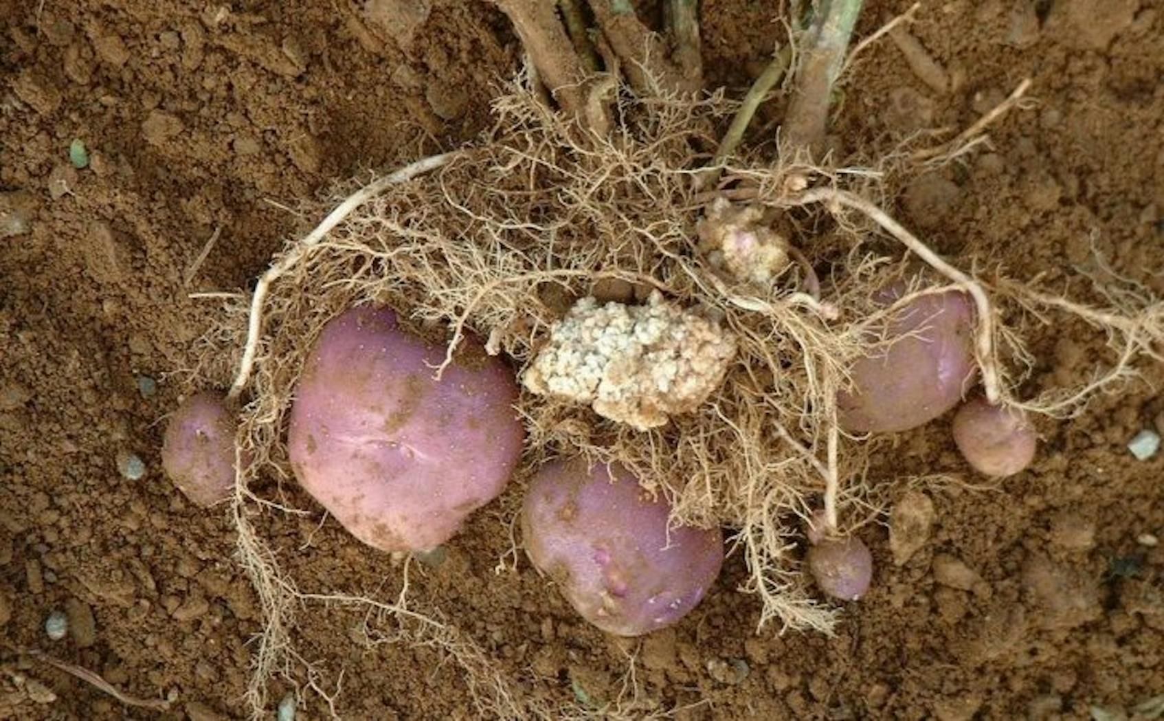 Корнеплод свеклы и клубень картофеля. Возбудитель: Synchytrium endobioticum.