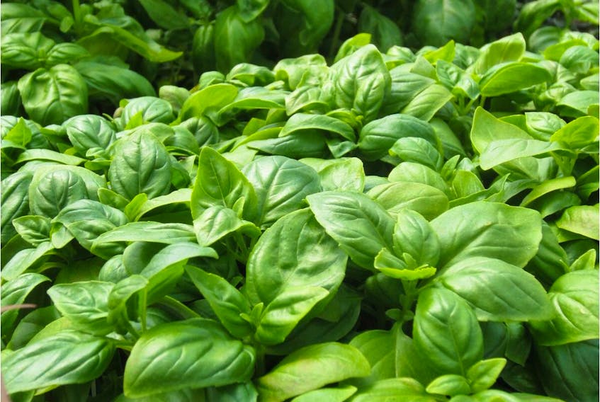 Basil is a heat-loving powerhouse of flavour and aroma.