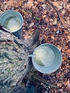 These buckets hang in our sugar bush on the farm in Bainsville, Ont. My brother Ronnie has already transformed the sap into delicious maple syrup. No word yet on if mom has made a syrup pie for Easter.