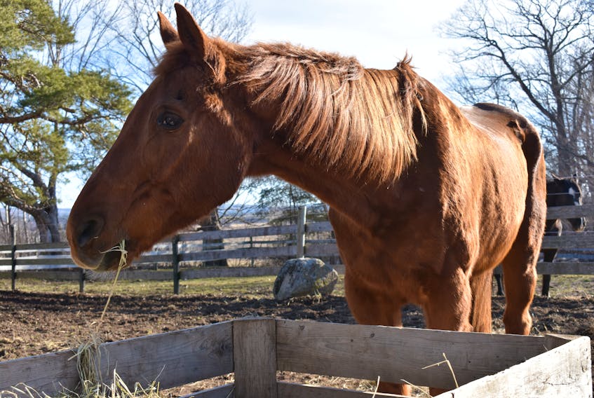 People are often amazed to hear that Bonsai is 37. He’s content to munch on hay, keep on the lookout for pheasants approaching his paddock and be in the company of other horses. – Ashley Thompson