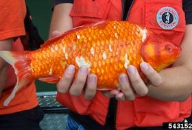 This goldfish was likely let go from an aquarium. Goldfish are overtaking some waterways in the U.S. and Canada. Photo by U.S. Fish and Wildlife Service.
