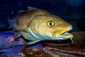 The latest assessment of the northern cod stock in DFO zone 2J3KL shows some improvement in the spawning stock biomass, but the stock is still at a critical level.