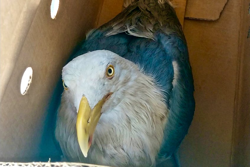 One of three oiled seagulls that veterinarian Kathleen MacAuley caught for transport to Hope for Wildlife where the birds were stabilized before cleaning them. 