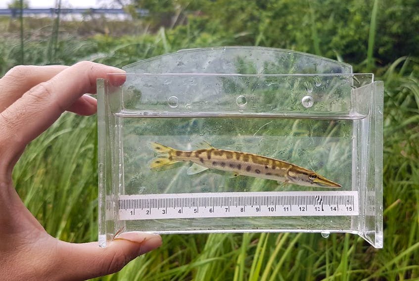  Researchers are finding precious few juvenile muskellunge in traditional nursery grounds along the St. Lawrence River. Scientists believe musky eggs are being eaten by the invasive goby, a small and homely fish that threatens the population of the might muskellunge.