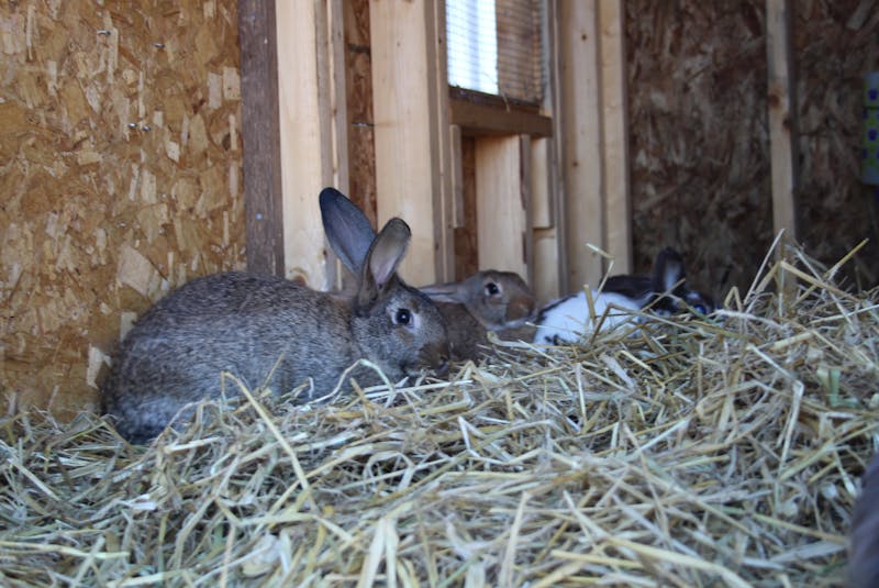 Three of the five rabbits on Mitchell's farm. - Kristin Gardiner