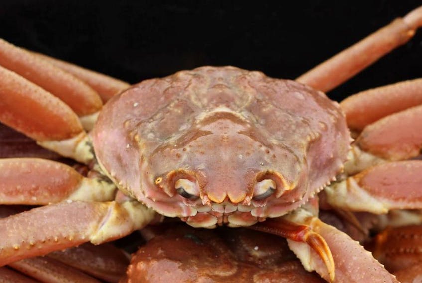 This year the price for N.L. snow crab is the highest it's ever been, but some fish harvesters are still complaining they're getting a bad deal.