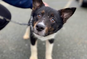 Dyson is one of 77 dogs and puppies that were surrendered to the Nova Scotia SPCA from a Cape Breton home on Monday. The SPCA says it will cost in excess of $70,000 for rehabilitation and medical care for the animals. NOVA SCOTIA SPCA