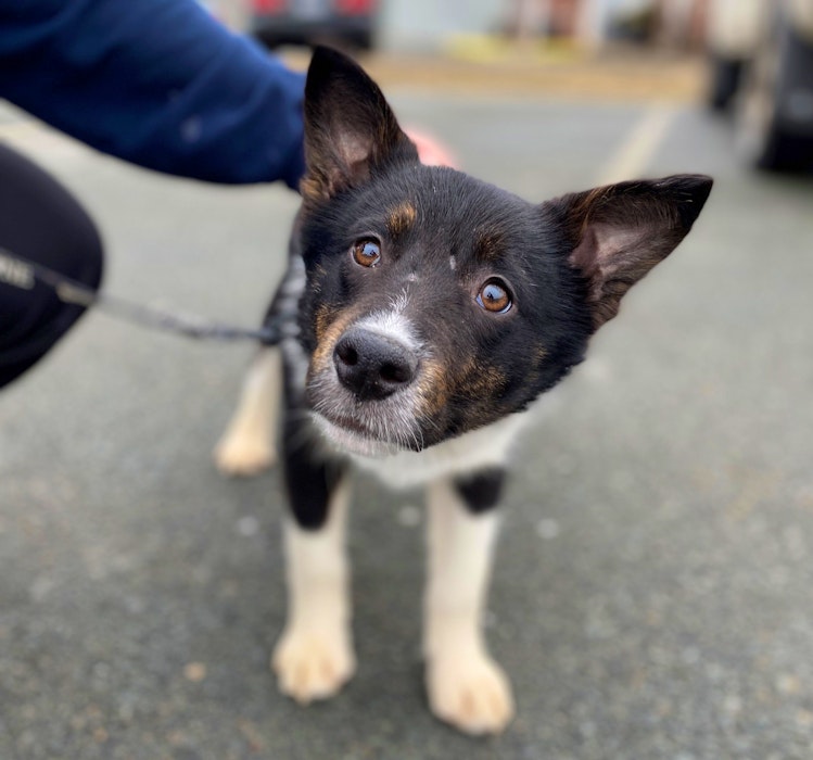 Dyson is one of 77 dogs and puppies that were surrendered to the Nova Scotia SPCA from a Cape Breton home on Monday. The SPCA says it will cost in excess of $70,000 for rehabilitation and medical care for the animals. NOVA SCOTIA SPCA