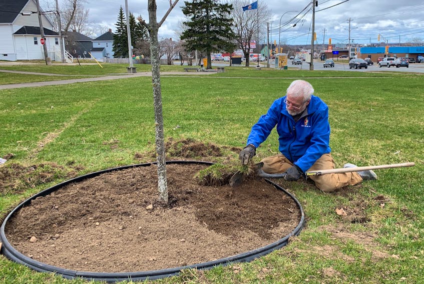 Stephen Grant, a member of the Royal Canadian Legion branch 138, clears the earth around a sugar maple tree at the Ashby cenotaph in Sydney on Monday afternoon. The small, hillside park at Ashby Corner, where Welton and Prince streets intersect with Victoria Road and Whitney Avenue, is a popular sledding area and Grant was helping restore the ground along the tree’s base. The tree was planted in 2017 by Highland Landscapes for Lifestyle in Howie Centre as part of a provincewide initiative mounted by Landscape Nova Scotia. Chris Connors • Cape Breton Post