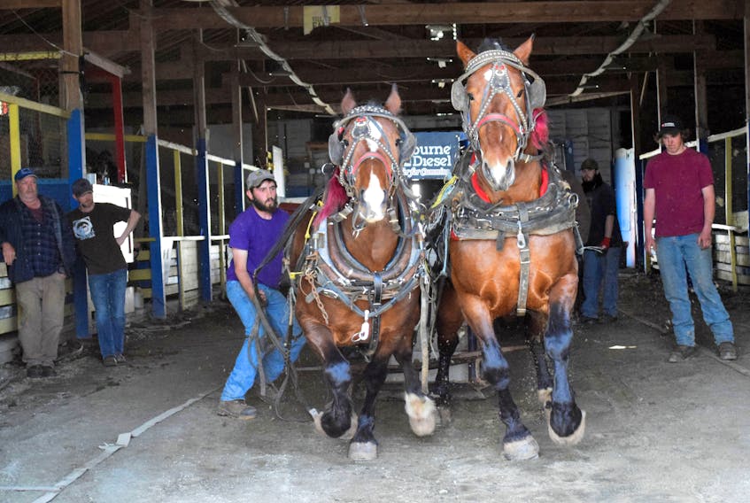 Horse-hauls, ox-hauls, weekly farmer’s markets and boot sales are all on tap for the 2021 season at the Shelburne County Exhibition Grounds in Shelburne. KATHY JOHNSON