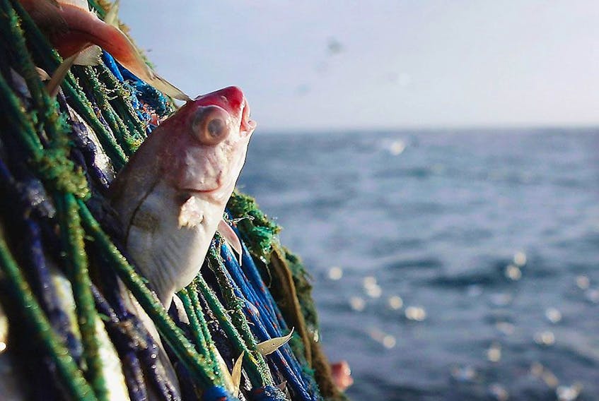 The new Netflix documentary Seaspiracy has people swearing off eating fish. But is it really that simple?
