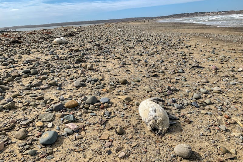 Dead, decapitated seals that have washed up on Dominion Beach in Cape Breton. JESSICA SMITH/CAPE BRETON POST - Jessica Smith