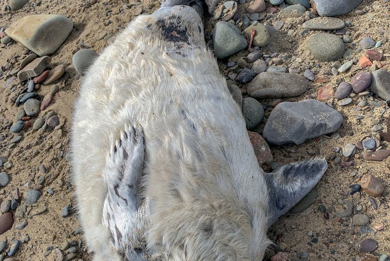 A decapitated seal that washed up on Dominion Beach in Cape Breton. JESSICA SMITH/CAPE BRETON POST