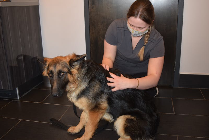 Emma Hatchard checks over a young German Shepherd for ticks at the East River Animals Hospital in New Glasgow. - Adam MacInnis