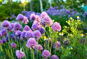 Chives is a hardy, easy to grow perennial herb with onion-flavoured leaves and pretty pink flowers. - Niki Jabbour