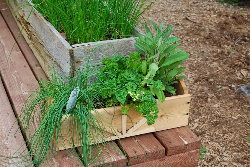 Herbs make great starter plants for small spaces like decks or balconies. 