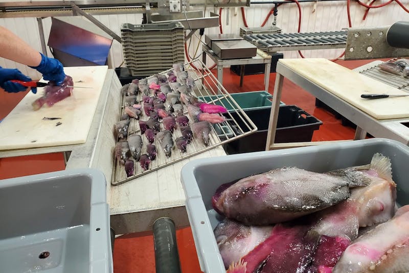 Lumpfish are often used as cleaner fish in aquaculture operations, but become waste once they get too big. Ben Wiper's company is using the lumpfish to make garden compost and collagen. - Contributed
