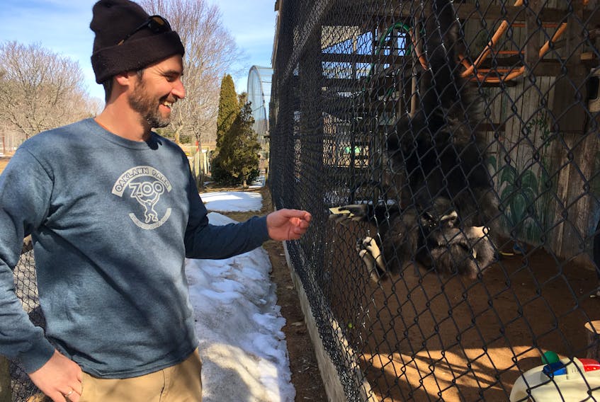 In this file photo, Oaklawn Farm Zoo zookeeper Mike Brobbel hands 33-year-old gibbon Boo Boo, pictured carrying a new baby, a cracker. FILE PHOTO