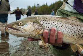 A lovely trout — the rewards are dandy