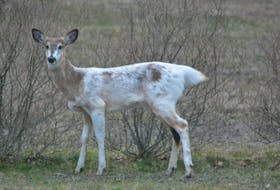 Jennifer Gerrits sent this photo of a piebald doe enjoying the spring greenery in Wolfville, N.S. She said the deer appeared at dusk with two others of normal colour. She would not have noticed them, except that the piebald one stood out in the dim light.
Thank you for the photo, Jennifer. Fun fact about piebald deer: piebaldism is a recessive gene, so both parents must carry the trait to have an piebald offspring.