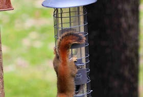I couldn't help but laugh when I read Marjorie Zwicker's email with this phototaken in her backyard in Auburndale, N.S. 
She wrote: "This is supposed to be a squirrel buster feeder but this wiley, little furry critter seems to have figured it out! I guess squirrels can outsmart the most intelligent human engineers." 
Thank you for the hilarious snapshot, Marjorie.