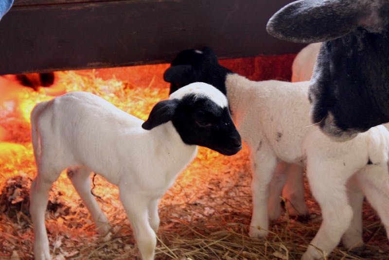 These lambs, which were born a couple of weeks ago, would usually be born outside. But the past couple of weeks of wet and cold weather meant the people at Lester's Farm Chalet brought them inside the barn, where they could be sure the lambs would stay warm. - Andrew Waterman/The Telegram