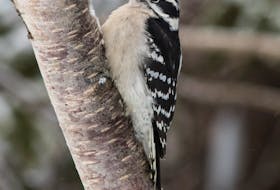 A female downy woodpecker rests contently after a feed of peanut butter suet.

