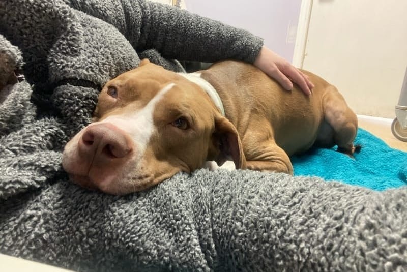 Gus is one of the animals that Litters n’ Critters is helping to find a home. Described as 'goofy' by his foster home, Gus required multiple trips to the vet after he developed a large hematoma in his left ear. - Saltwire network
