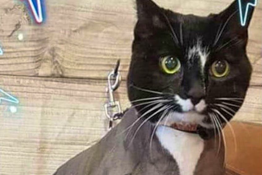 Mittens the cat was killed by Peter Rossiter and Jody Anderson in Port aux Basques in September 2019.
