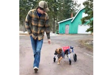 Jacob Murphy takes Ritz, in his new wheelchair, for a walk around the yard. The Texas-born shepherd mix has found his forever home in Cardigan, P.E.I.