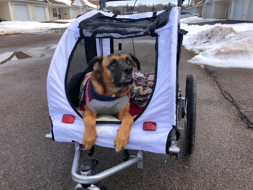 Ritz, the wheelchair-using shepherd mix, has found his forever home in Cardigan, P.E.I. He's seen here going for a walk around his foster's Summerside neighbourhood in January in the stroller that people from all across the Island fundraised to buy for him. - Kristin Gardiner