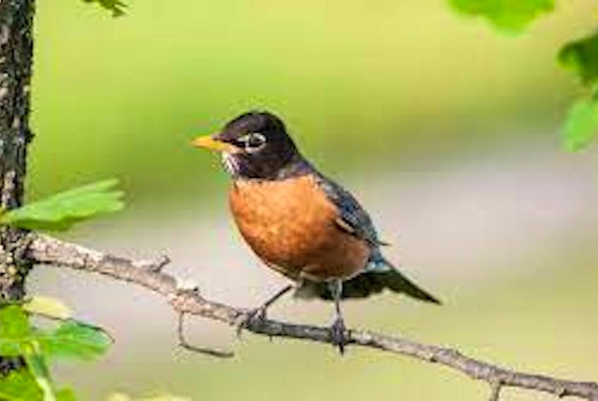 Birdsong, from birds like the red-breasted robin, can be good medicine, just like laughter, Clifton's Gary Saunders says. File photo