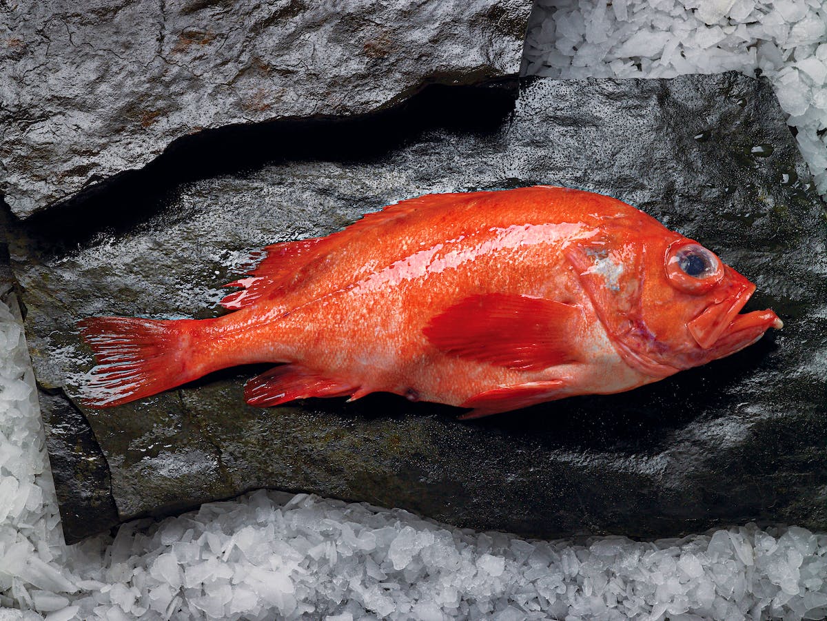 Atlantic Canada fishing industry prepping for redfish revival