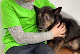 Bhreagh MacLeod, a volunteer with the Cape Breton SPCA comforts Lily, one of 77 dogs surrendered to the Nova Scotia SPCA on April 12. NOVA SCOTIA SPCA

