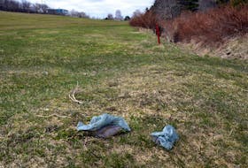 Bags of dog feces sit on a fairway at the Baly Haly golf club Wednesday morning. 

Keith Gosse/The Telegram