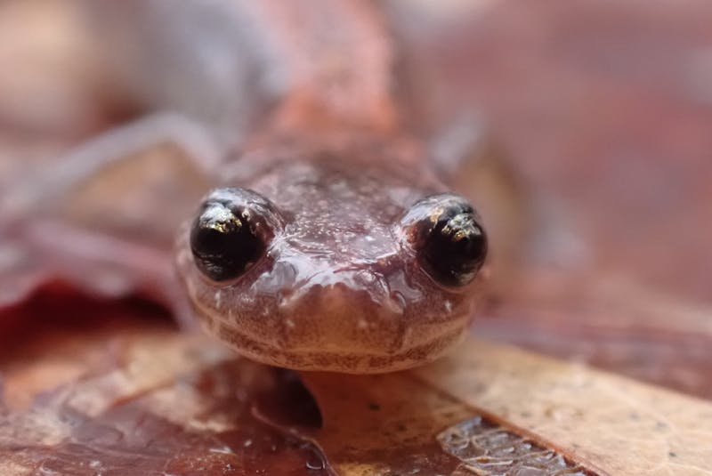 This photo of an eastern red-backed salamander was uploaded to the iNaturalist website. The Mersey Tobeatic Research Institute is asking Nova Scotians to upload photos or sound files to the site to report their observations for a provincial herpetology atlas. - Contributed