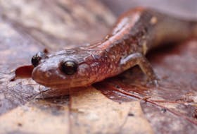 April 24, 2021 - This photo of an eastern red-backed salamander was uploaded to the iNaturalist website. The Mersey Tobeatic Research Institute is asking Nova Scotians to upload photos or sound files to the site to report their observations for a provincial herpetology atlas. - Contributed