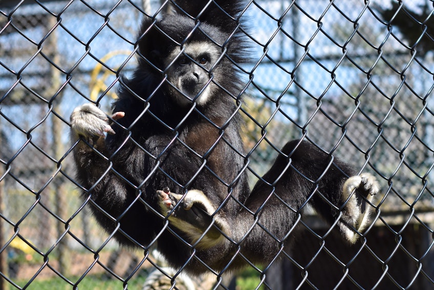 A wily gibbon seeking the attention of spectators climbs a section of fencing that is closest to the crowd. – Ashley Thompson